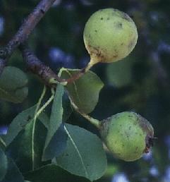 Le pistil a grossi, il devient une petite pomme.