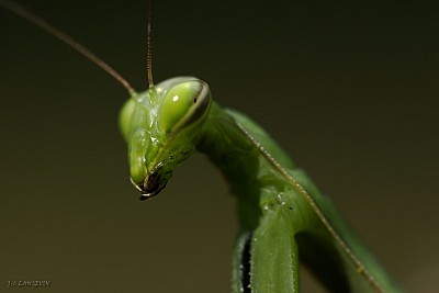 portrait-de-mante.jpg