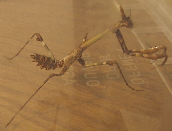 emprubistimide3279b.jpg