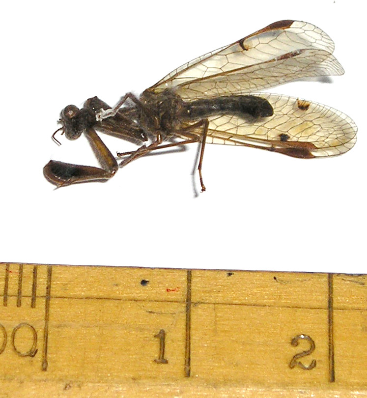 mantispa2.jpg