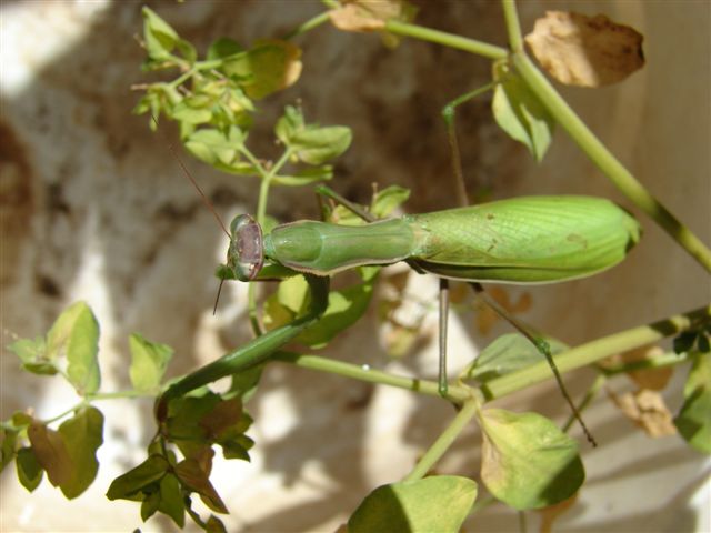 DSC05533.jpg