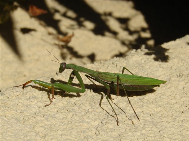 DSC05539.jpg
